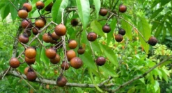 Wasnoten 3kg Met 4 Waszakjes - Zeepnoten - Natuurlijk Wassen - 4x750gr -Wasbenodigdheden Winkel 1200x649